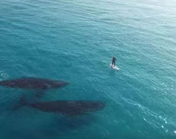 Fascinantni snimak "igre" surfera i kitova