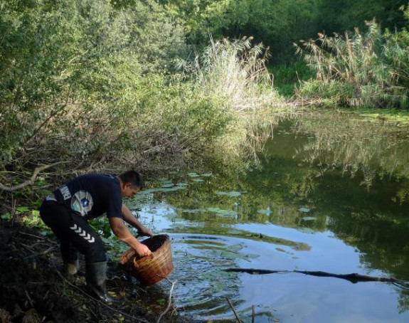 Ribu staru 450 miliona godina love korpama