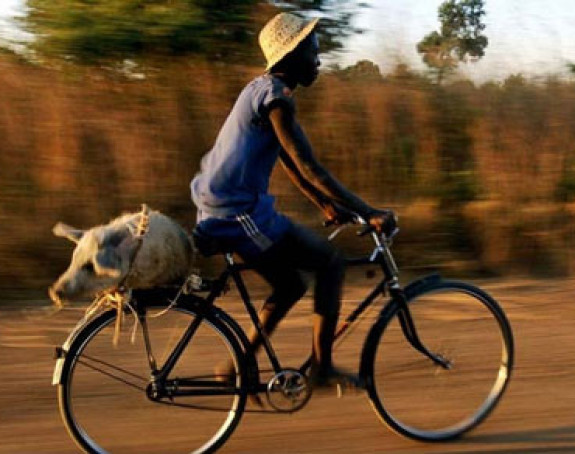 Kolumbija: Provozali svinje na motoru
