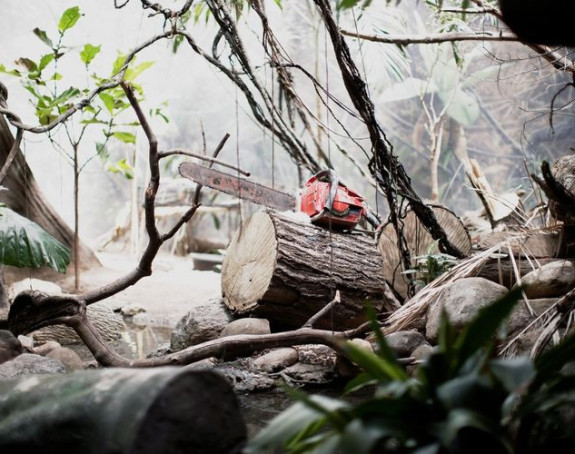 Несрећа у Дервенти: Жену убило дрво