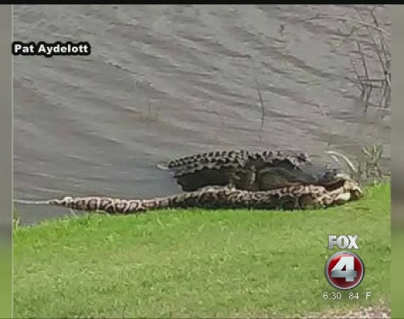 Видео: Они играју голф, док алигатор једе питона...!!!