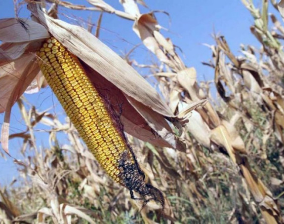 Суша умањила принос кукуруза до 50 одсто