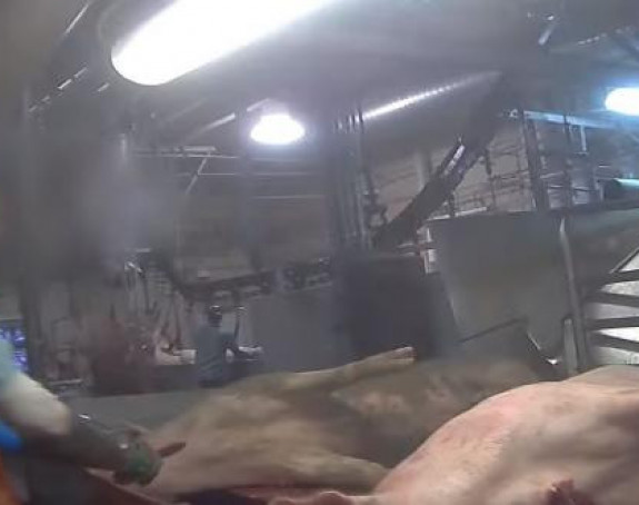 SAD: Šokantni snimak klanja svinja u fabrici