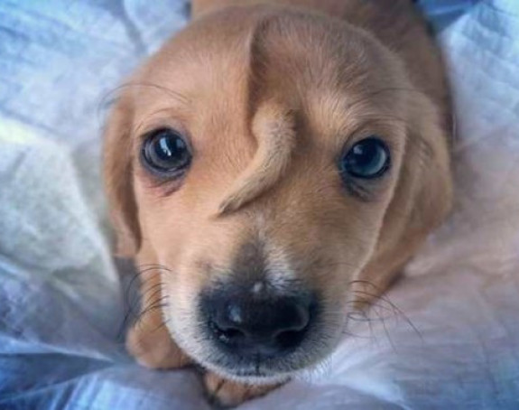 Mali psić "jednorog" istopiće vaše srce! (video)