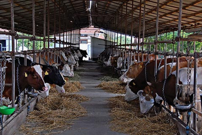 Na 'Farmlandu' nijedna od 600 junica