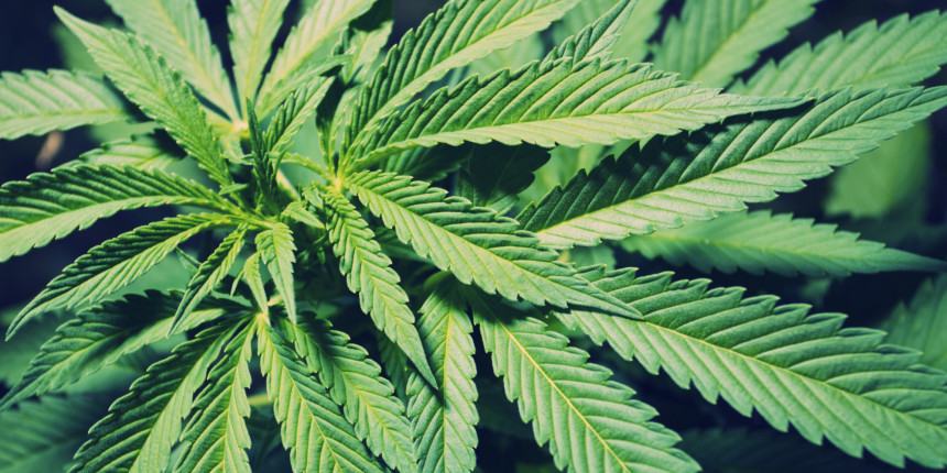 Marihuana danas snažnija nego prije 20 godina