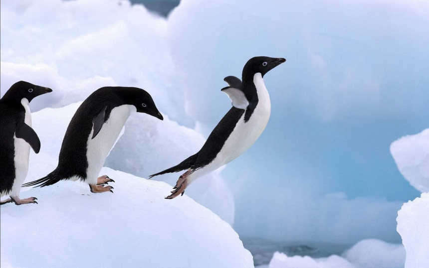 Više od 150.000 pingvina izgubilo život zbog sante leda