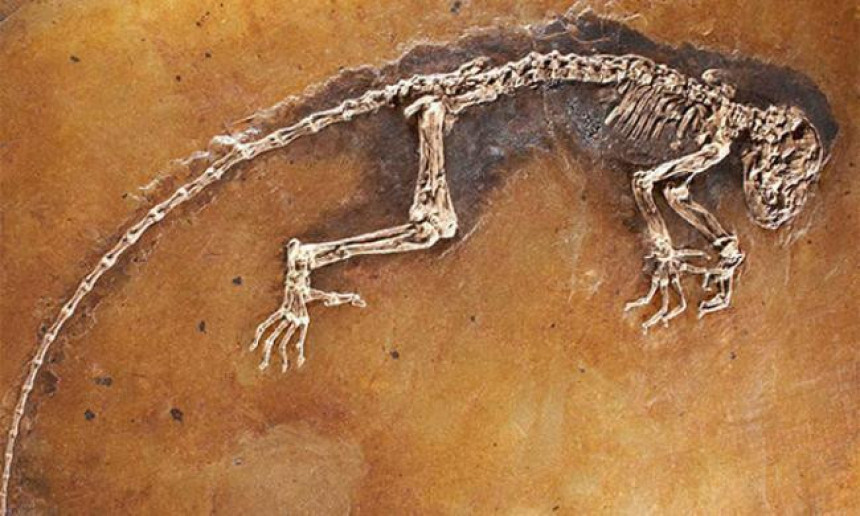 Откривен фосил рептила