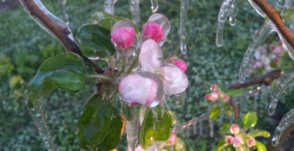 Voćari Srpske u problemu