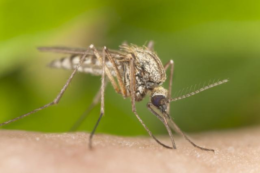 SZO procjenjuje status virusa zika zbog OI u Riju!