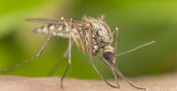SZO procjenjuje status virusa zika zbog OI u Riju!