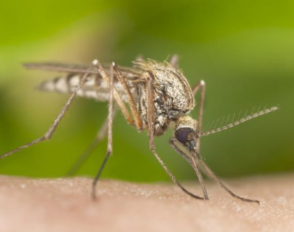 SZO procjenjuje status virusa zika zbog OI u Riju!