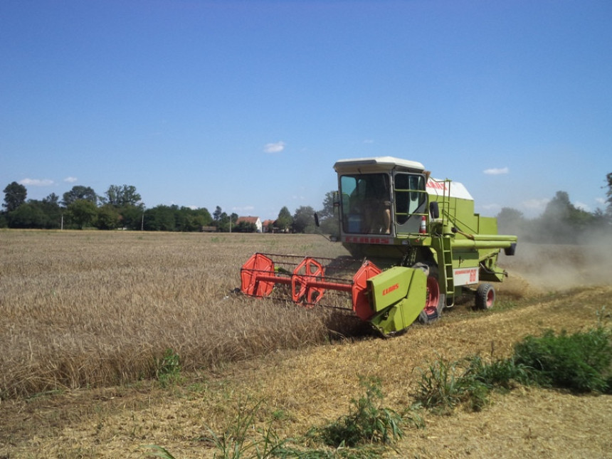 Loš prinos i mala cijena pšenice