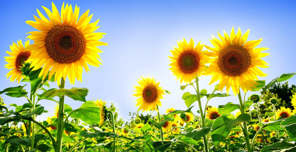 Otkriveno zašto suncokreti prate Sunce