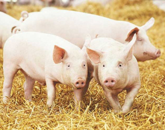 Djeca pojela zaraženo meso, djed ga sakrio od veterinara