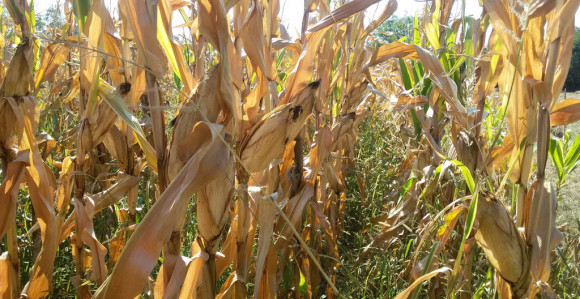 Povrtari traže sastanak sa Dodikom