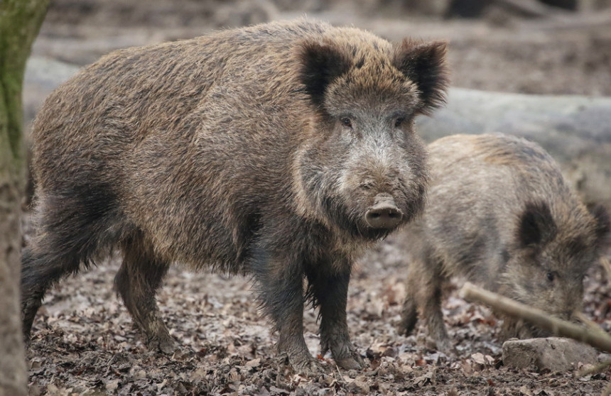 Odluka: Odstrel divljih svinja zbog afričke kuge