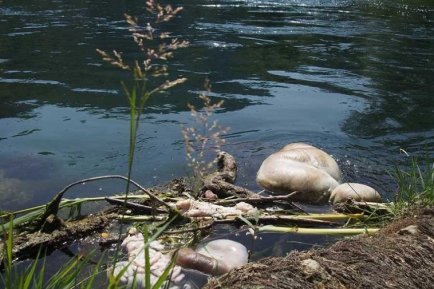 USK: Životinjske iznutrice plutaju Unom i Sanom 