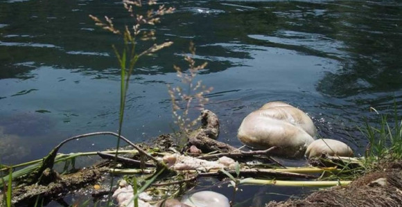 USK: Životinjske iznutrice plutaju Unom i Sanom 