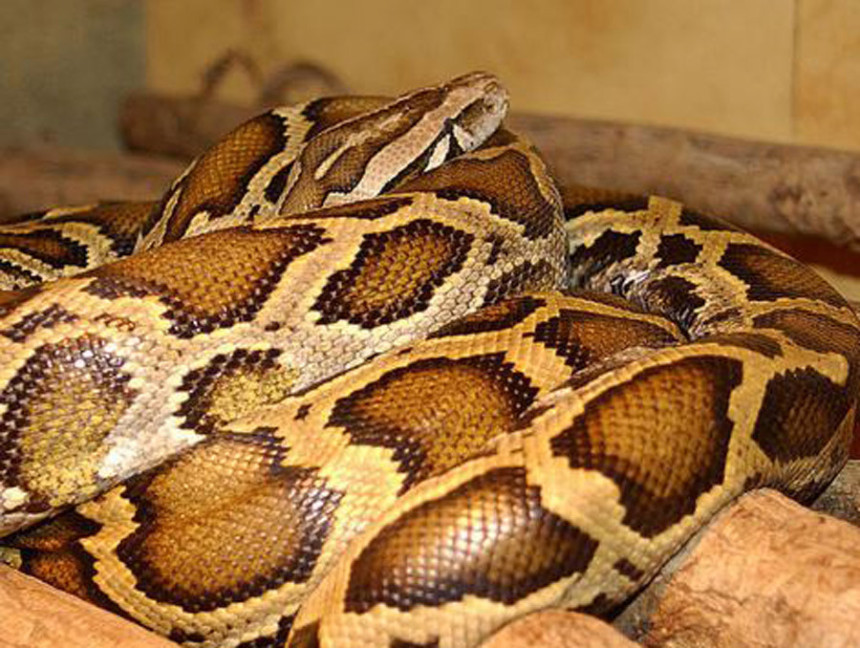 Питон пао међу запослене у банци