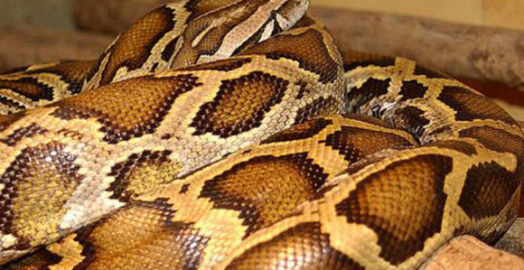 Piton pao među zaposlene u banci