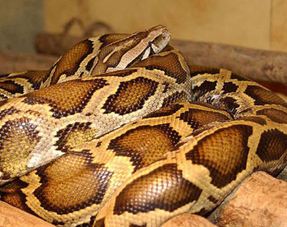 Питон пао међу запослене у банци