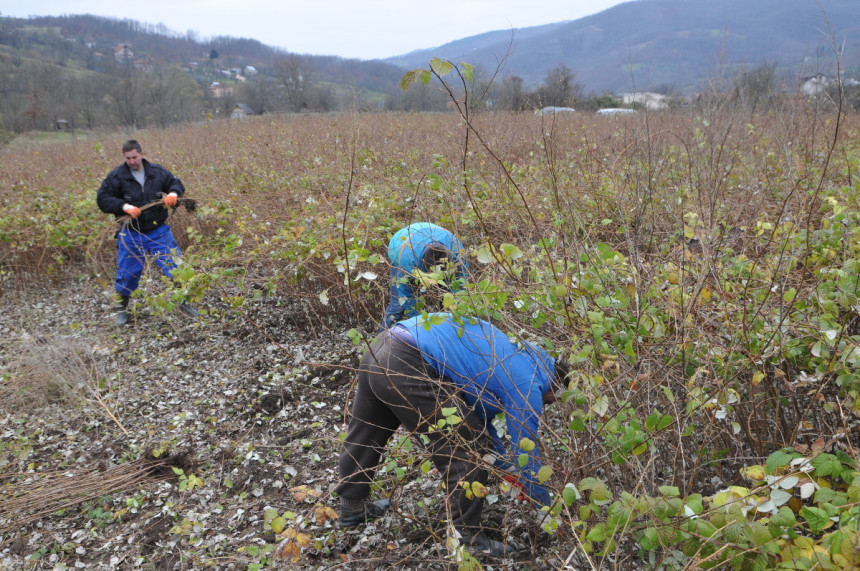 Malinari zauzimaju sve više površina