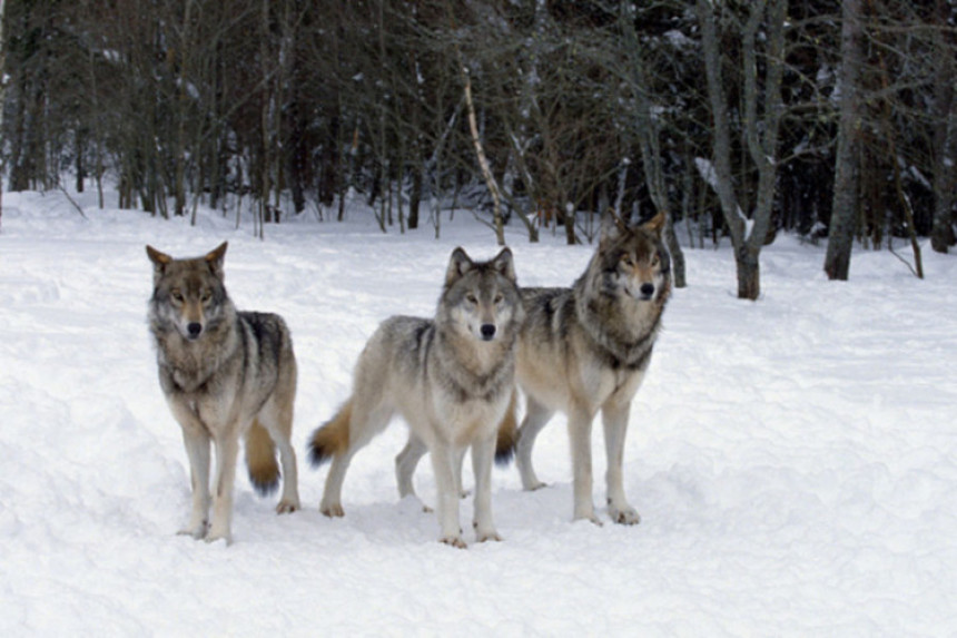 Mještani u strahu od vukova