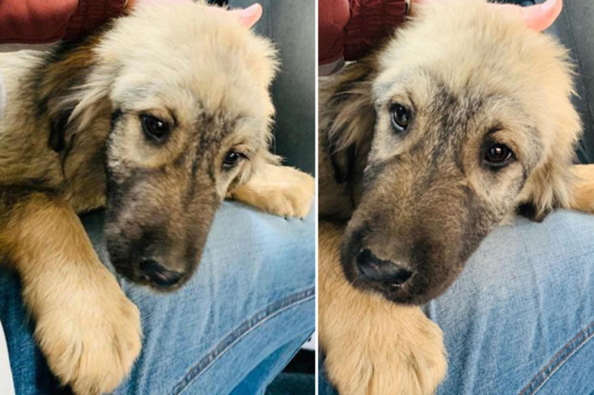 Prva fotografija poklona Putinu