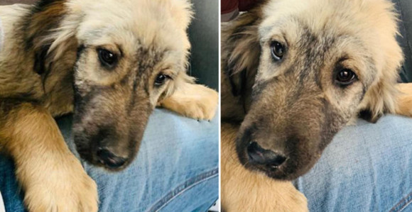 Prva fotografija poklona Putinu