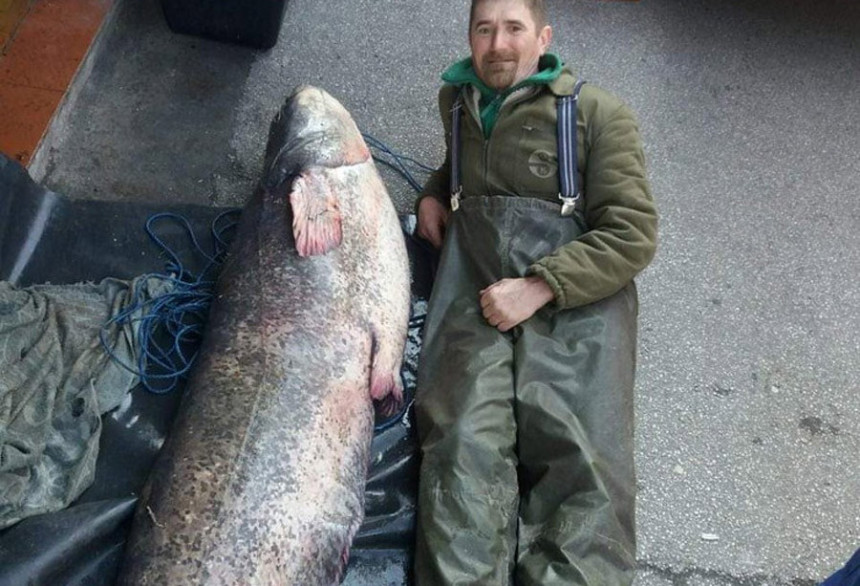 Ribar uhvatio dunavsku neman