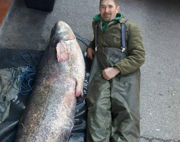 Ribar uhvatio dunavsku neman