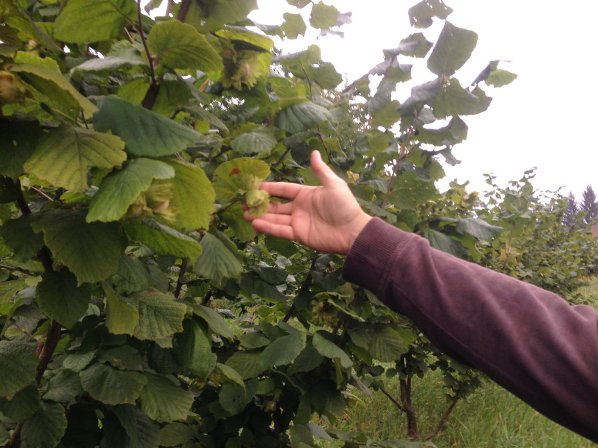 Hiljade evra mu donose lješnici 