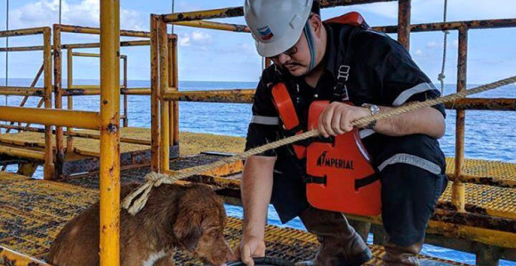 Pas bio u moru 220 km od obale  