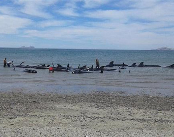 Tužne slike iz Meksika - pomor kitova 