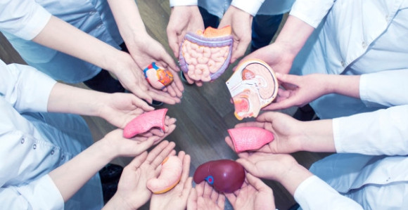 Organi koji se ne mogu presađivati