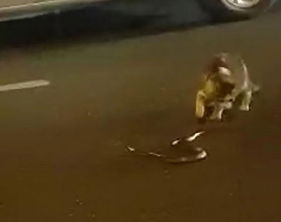 Obračun mačke i zmije u Sarajevu
