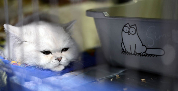 Да ли ће мачор Ахил помутити славу хоботнице Пола?!