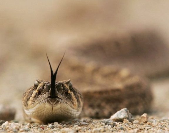 Индонезија: Питон прогутао жену