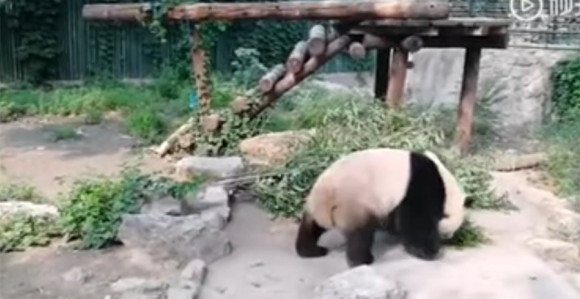 Туристи гађали панду камењем