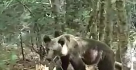 Сусрет Фочака са медвједом