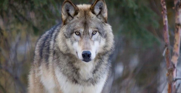 Канада: Вук гризао кампера кроз шатор 