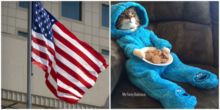 MJAU: Pidžama žurka u ambasadi