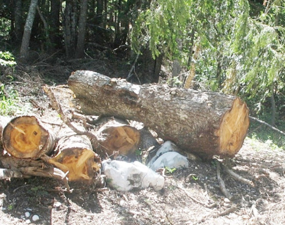 Mladić iz Teslića poginuo u šumi 