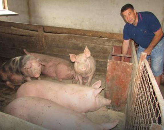 Мизерне цијене свиња у Лијевче пољу