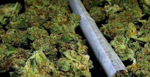 Zaplijenjeno 20 kg marihuane