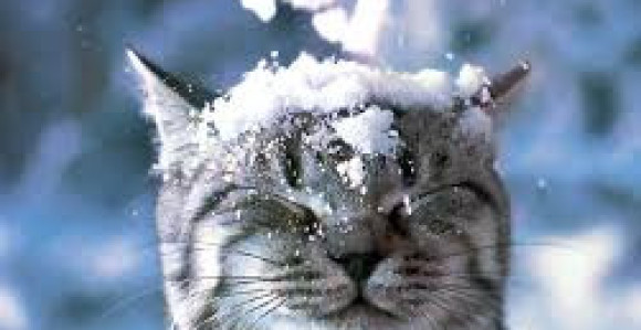 Ovo možda niste znali o snijegu