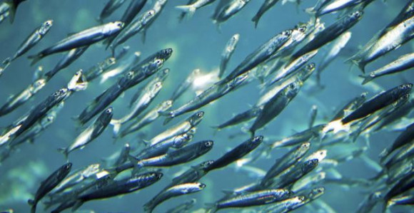 Posuli ulice usoljenom ribom