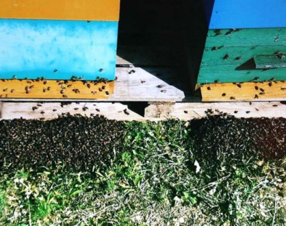 Srbija: Rojevi pčela padaju mrtvi