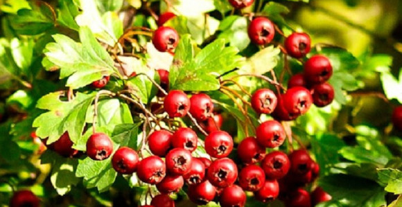 Glog, najljekovitija biljka na svijetu